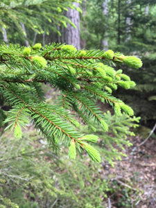 Pine resin salve - Wild Wisdom - Organic