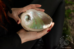 Abalone shell - white small